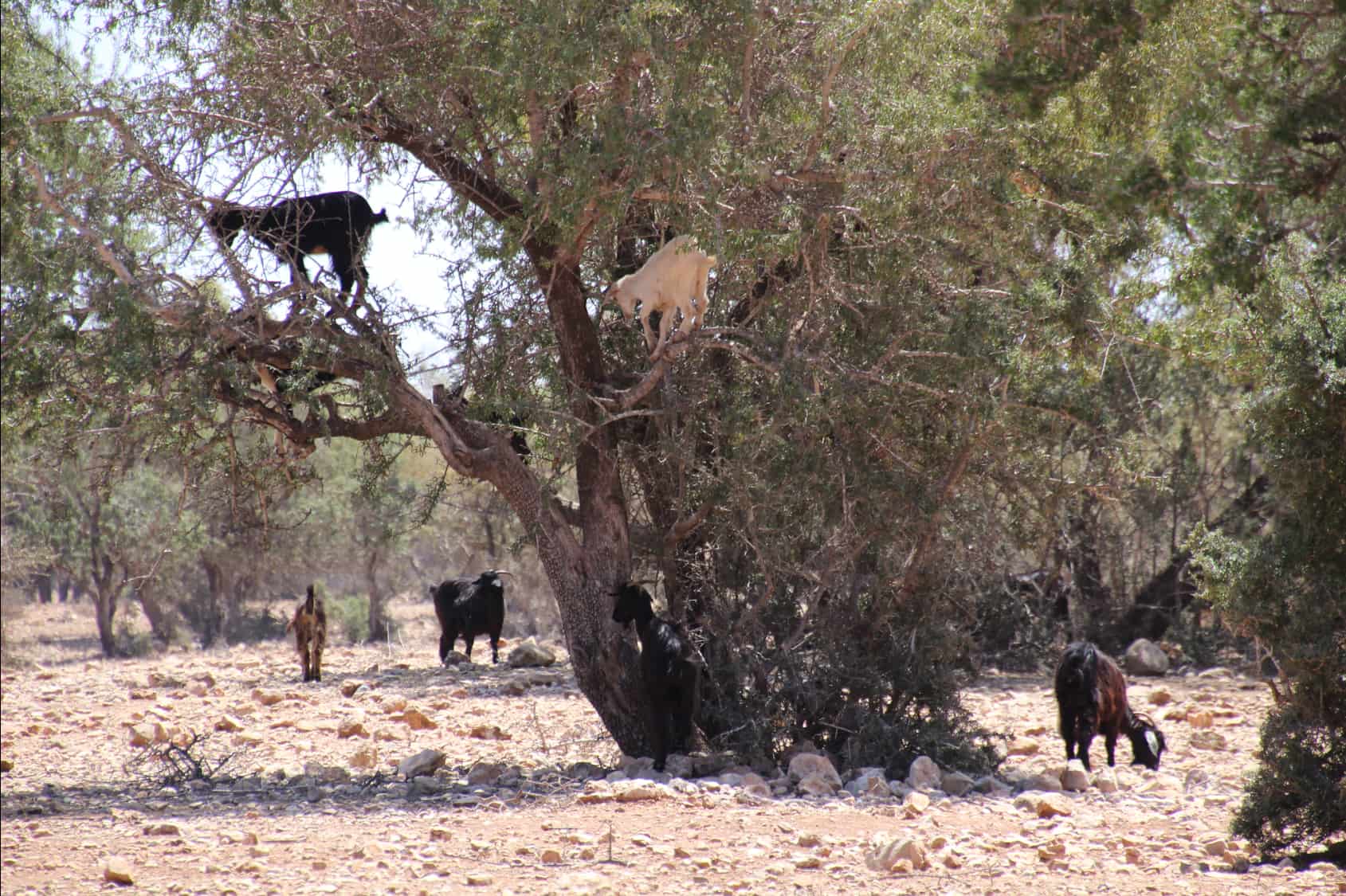 Goats on argain oil trees