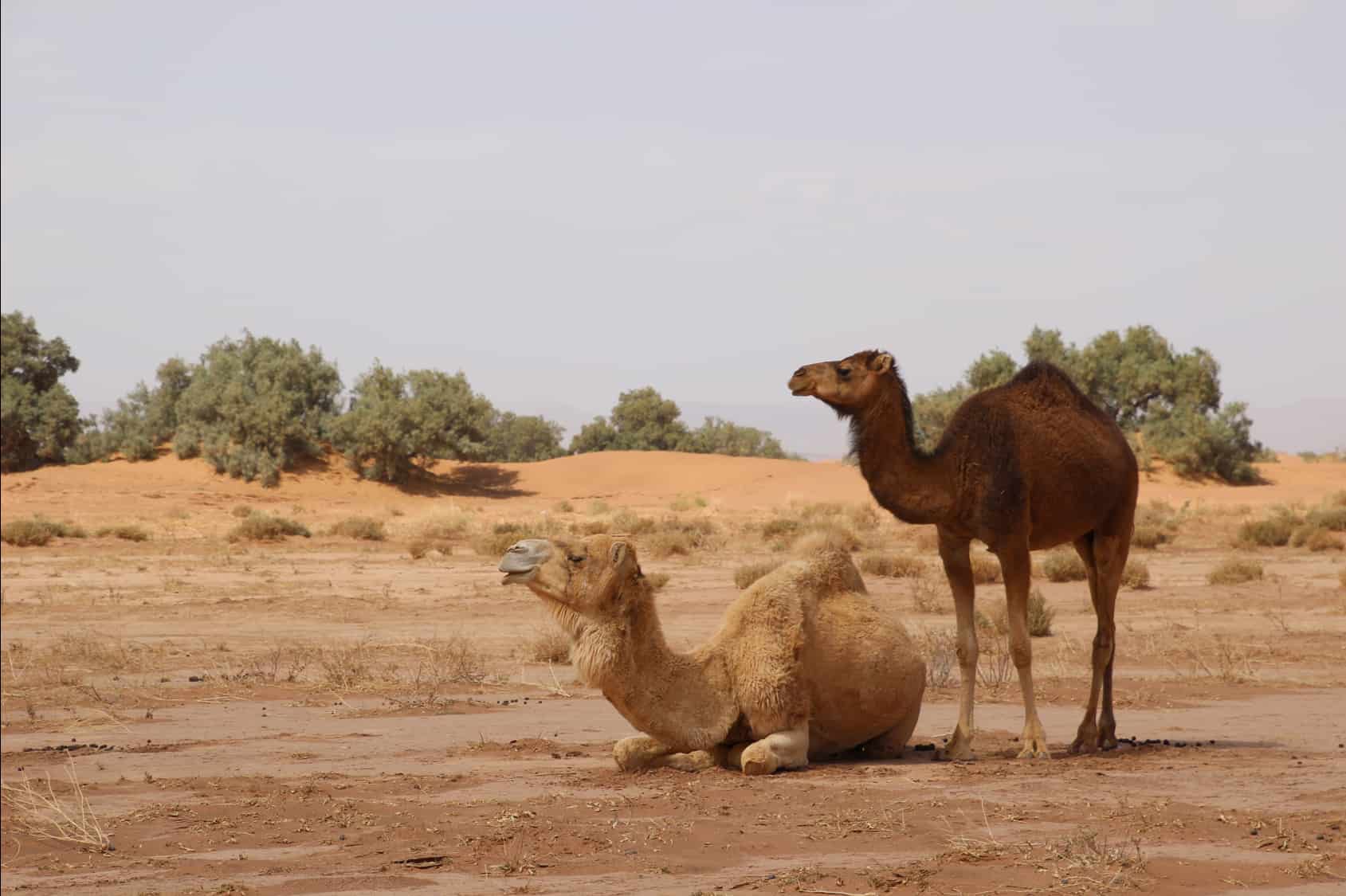 Camels at the boarder of the Sahara